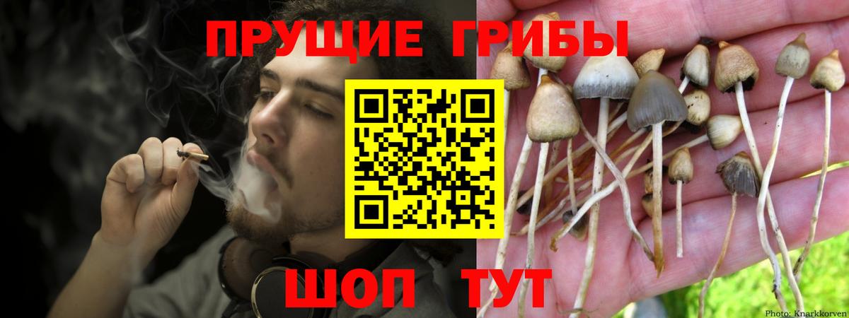 Псилоцибиновые грибы мухоморы  Вход с VPN  закладки  Майкоп 